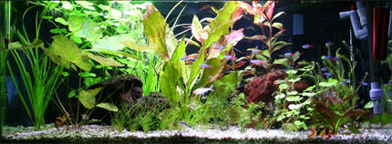 Acquario 4 dicembre 2005