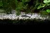 Otocinclus