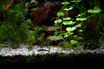 Petitelle e Otocinclus